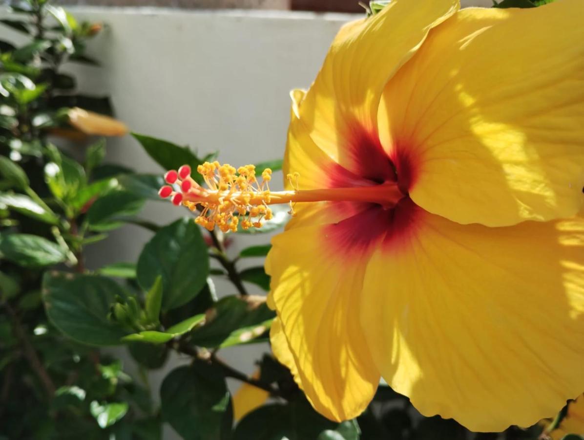 San Marino Los Cristianos Center Apartment 아로나 외부 사진