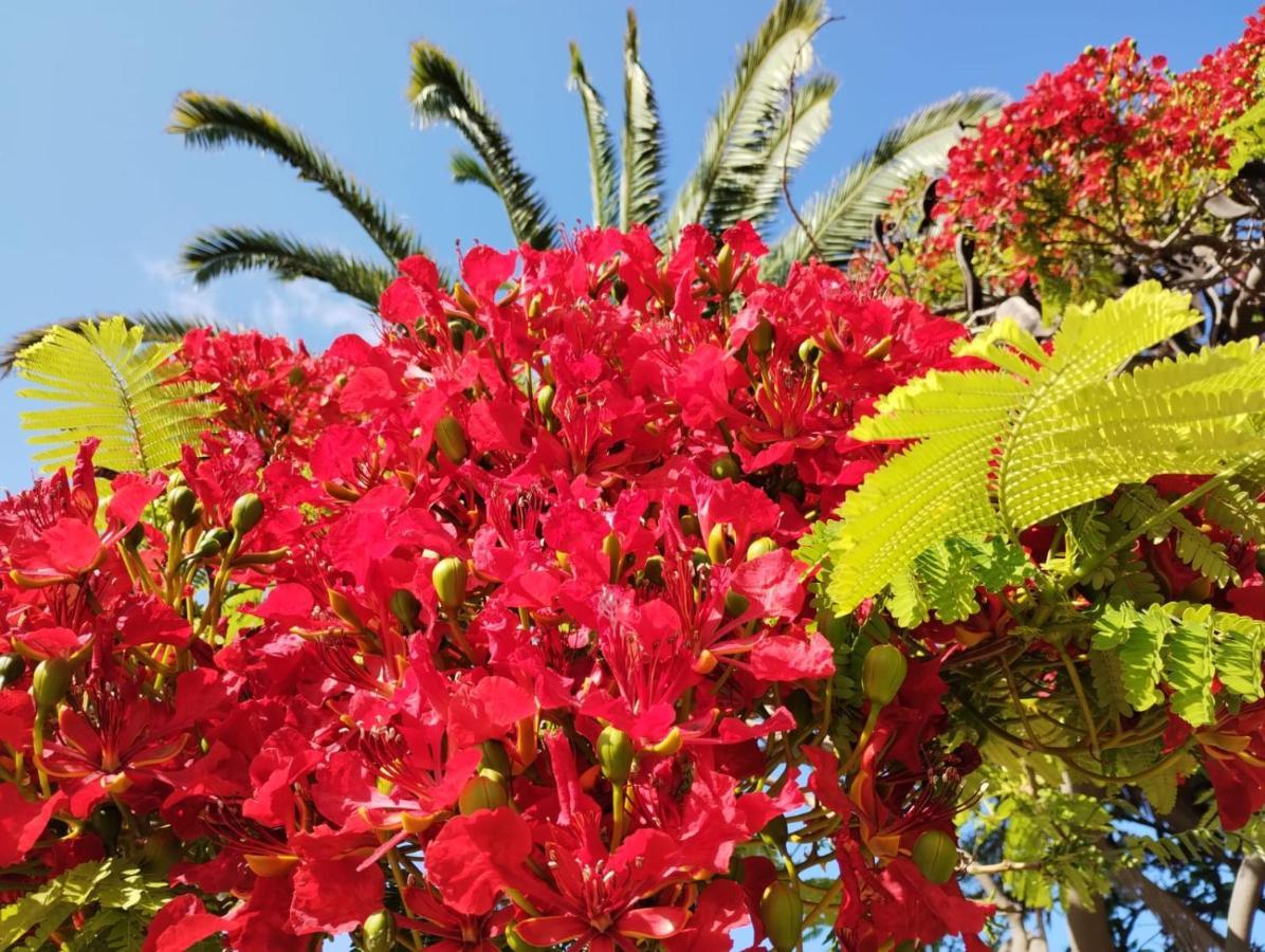 San Marino Los Cristianos Center Apartment 아로나 외부 사진